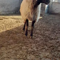 گوسفند|حیوانات مزرعه|قوچان, |دیوار