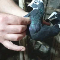 کبوتر یا کفتر|پرنده|رشت, پسیخان|دیوار