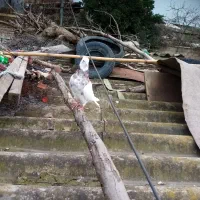 طوقی کرمانشاهی|پرنده|خان ببین, |دیوار