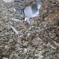 کبوتر بدرنگ نر بدون تو دست ودم|پرنده|کازرون, |دیوار