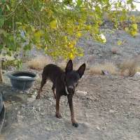 سگ مالینویز|سگ|جیرفت, |دیوار