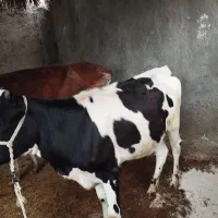 گوساله ی هلشتاین و گاو جرسی