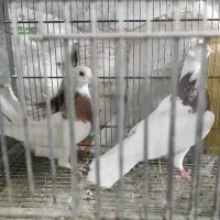 بار جدید کفتر تهران رسید|پرنده|چهارباغ, |دیوار