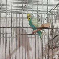 مرغ عشق اسپانگل