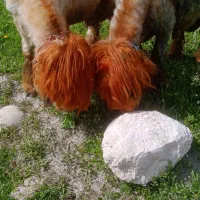 فروش یک راس قوچ اصیل بختیاری