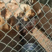 بز پازن و ماده|حیوانات مزرعه|بندر گناوه, |دیوار