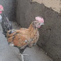 جوجه خروس گلین|حیوانات مزرعه|مشهد, دوست آباد|دیوار