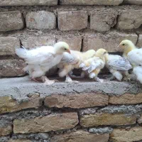 جوجه برهما لایت یکماهه