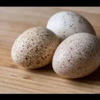 تخم بوقلمون برنز  ۵۰/۰۰۰