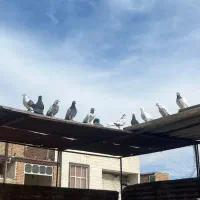 کفتر جفتی ۸۰۰