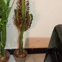 گلهای زیبای من|گل و گیاه طبیعی|خرم‌آباد, |دیوار