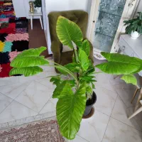 گل بابا آدم|گل و گیاه طبیعی|قم, کیوانفر|دیوار