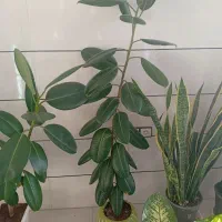 بنت به فروش می رسد