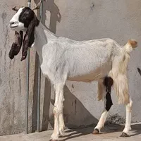 تعدادی بز با یک کره شیری|حیوانات مزرعه|وحدتیه, |دیوار