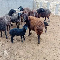 ۷راس میش جوان داشتی ۲راس بره دار ۵راس بدون بره