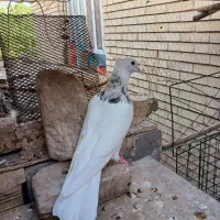 طوقی هفت رنگ نر کبوتر طوقی زردماده