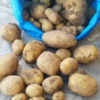 سیب زمینی|حراج|نهاوند, |دیوار