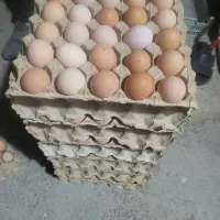 تخم مرغ محلی زرده طلا|خوردنی و آشامیدنی|نوشین شهر, |دیوار