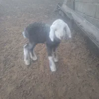 بره نر