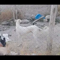 توله تازی نر