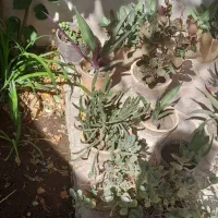 گل طبیعی|گل و گیاه طبیعی|شیراز, علی آباد|دیوار