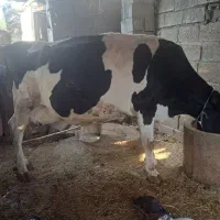 گاو هولشتاین صنعتی