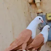 جفتگاه کفتر کبوتر کلاغ  کله سفید بی کاکل کربلایی