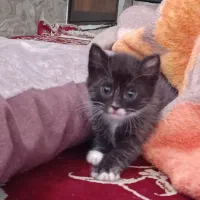 گربه|گربه|تربت جام, اسماعیل آباد|دیوار