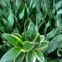 حراج به علت تغییر شغل|گل و گیاه طبیعی|ساری, |دیوار