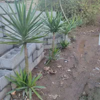 تعدادی گل یوکا بفروش میرسد|گل و گیاه طبیعی|کوچصفهان, |دیوار