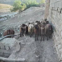 ۲۰ ر۰س بره|حیوانات مزرعه|شاهیوند, |دیوار