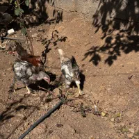 نیمچه برهما|حیوانات مزرعه|اصفهان, جلفا|دیوار