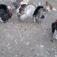 بوقلمون نر و ماده