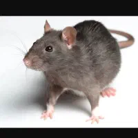 رهایی از موش