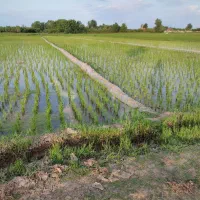 شالیزار|فروش زمین و ملک کلنگی|رشت, گلسار|دیوار