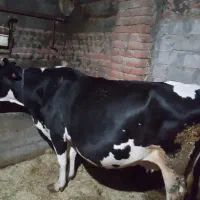 گاو ماده هلشتاین