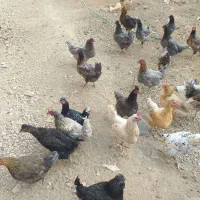 مرغ وخروس|حیوانات مزرعه|لاران, |دیوار