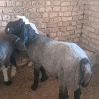 بره قوچی بختیاری عالی