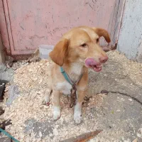 سگ پا کوتاه