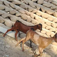 فروش دوعدد کهره نر چاق چله پلم درجه یک دورگ