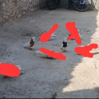 کبوتر طوقی