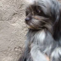 سگ شیتزو