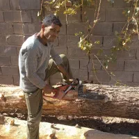 برش درخت .... پتار درخت وباغچه با اره موتور