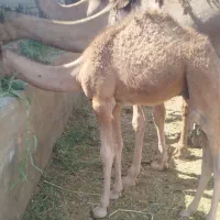 شتر|حیوانات مزرعه|زاهدان, |دیوار