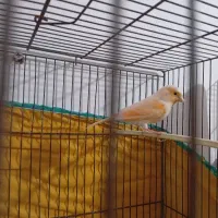 جفت موزاییکی(حمیدیه)|پرنده|حمیدیه, |دیوار