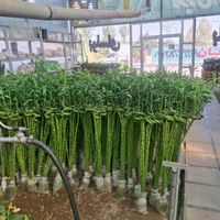 فروش جزئی وکلی بونسای و بامبو