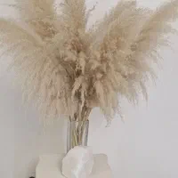 گیاه تزئینی  کامپاس