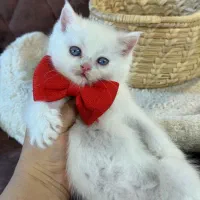 بچه گربه های اشرافی irancats|گربه|اهواز, بهارستان|دیوار