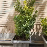 دو عدد گل شمشادی ، یک عدد گل زرشکی همراه با گلدان