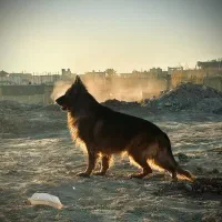 ژرمن شپرد شولاین نر